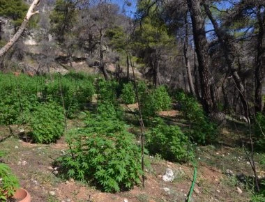 Δείτε τη μεγάλη φυτεία κάνναβης που εντοπίστηκε στη Βοιωτία (βίντεο+εικόνες)
